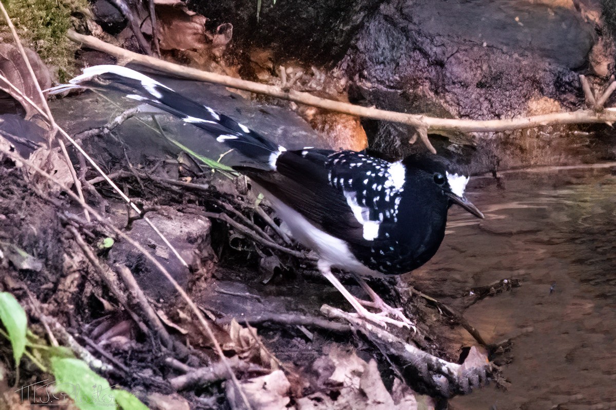 Spotted Forktail - ML587943591