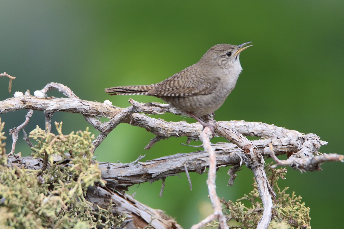 House Wren - Wesley Long