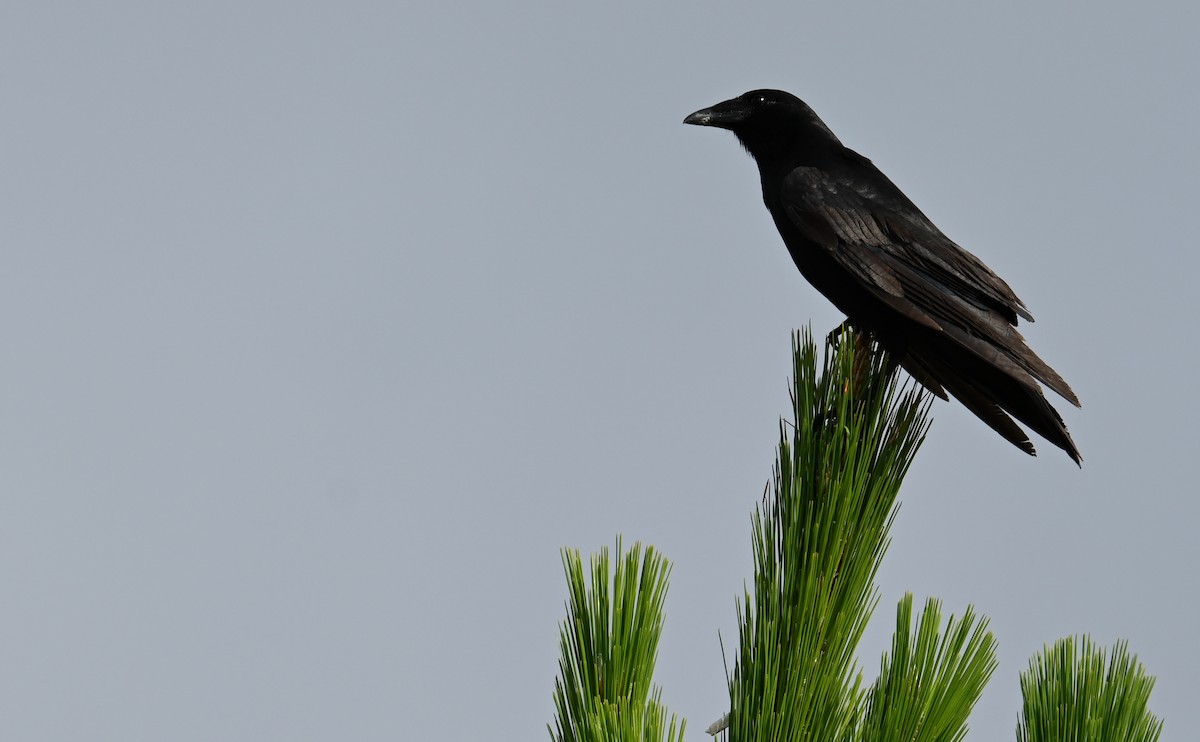 Corvus sp. (crow sp.) - ML587944991