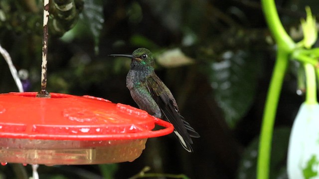 Colibri à queue blanche - ML587945241