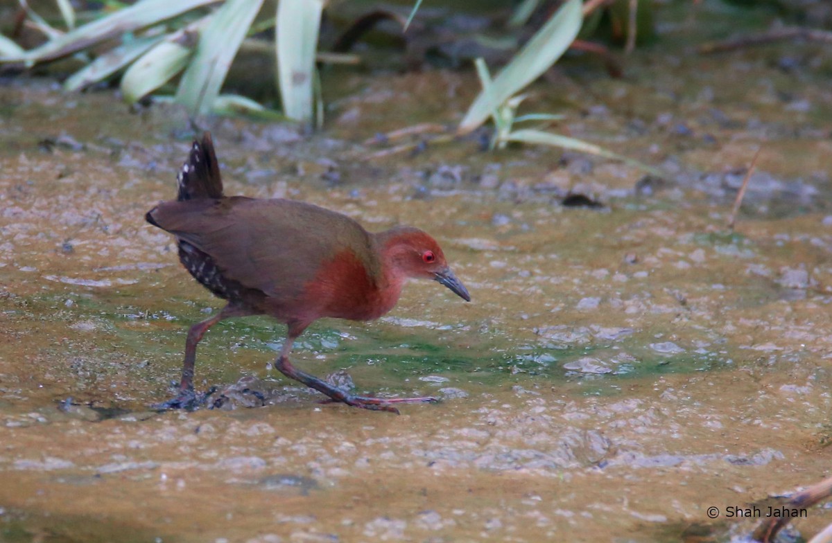 Slaty-breasted Rail - Shah Jahan