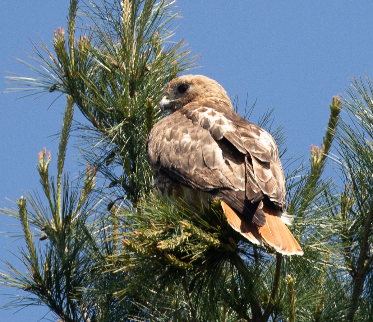 Red-tailed Hawk - ML587945511