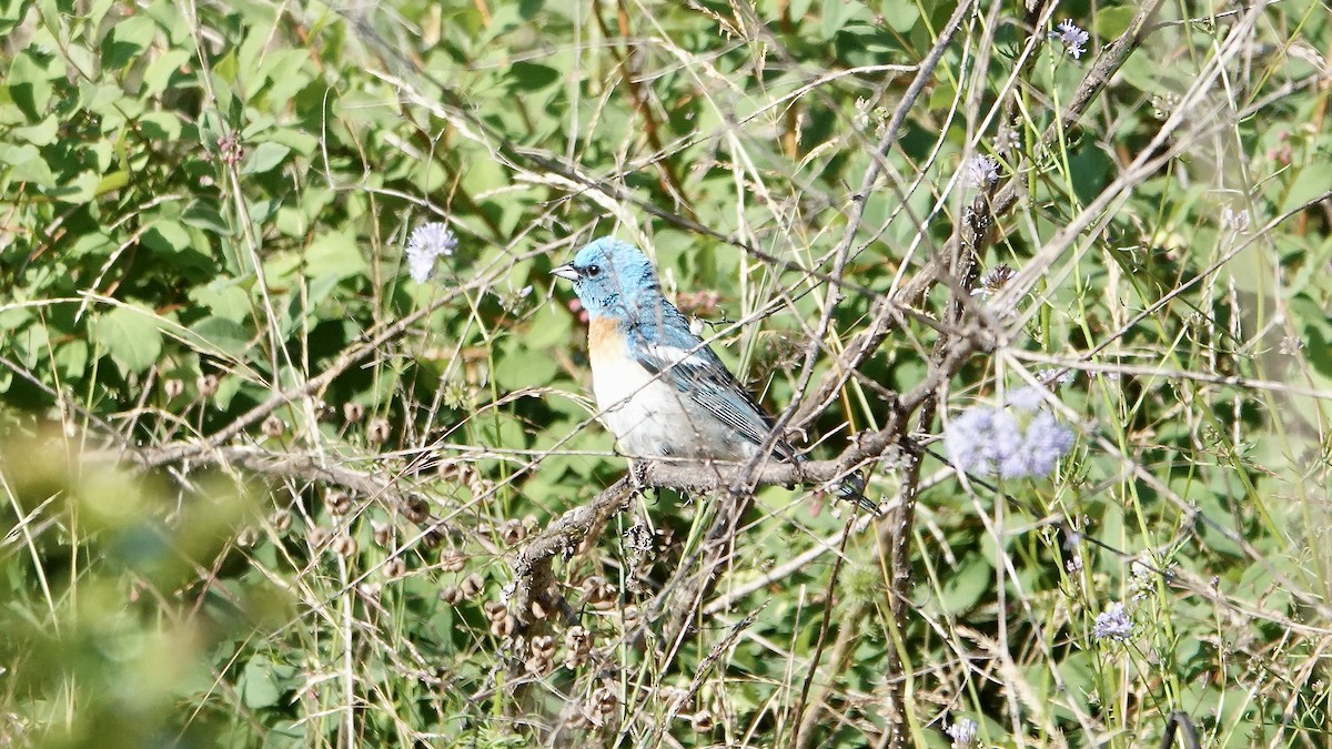 Lazuli Bunting - Wink Gross