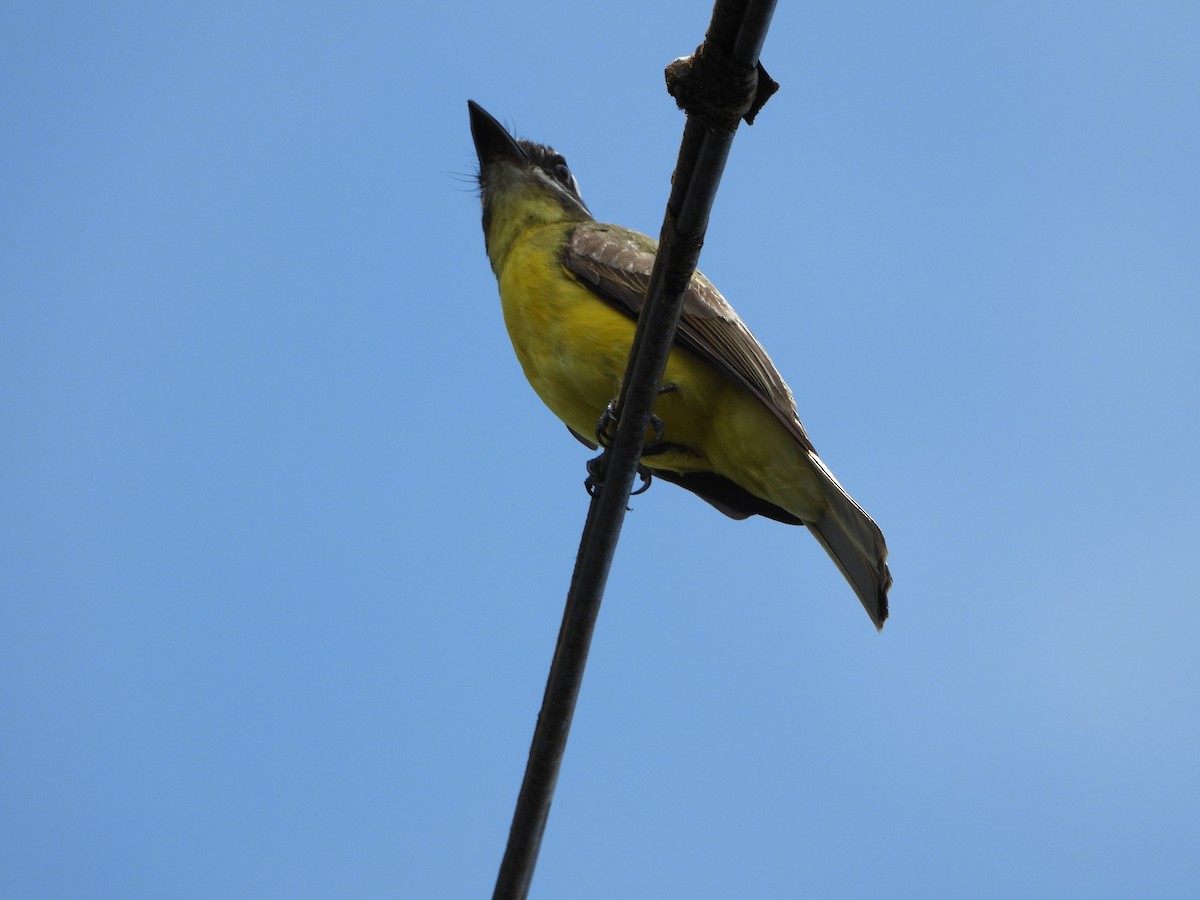 Golden-bellied Flycatcher - ML587947871