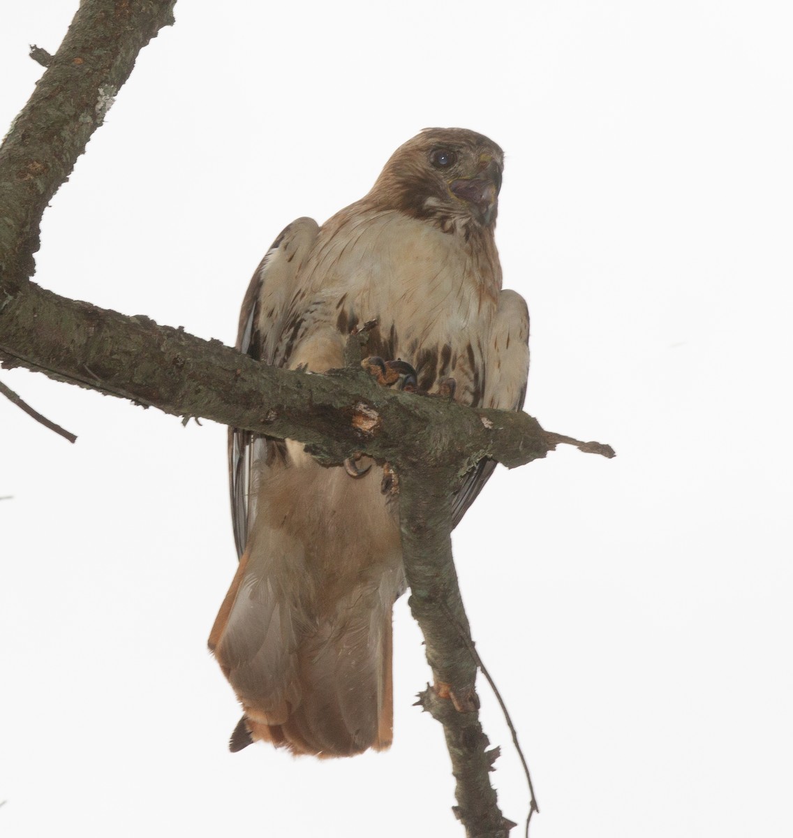 Red-tailed Hawk - ML587948341