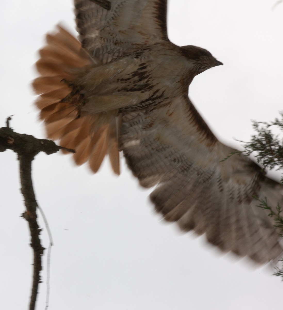 Red-tailed Hawk - ML587948351