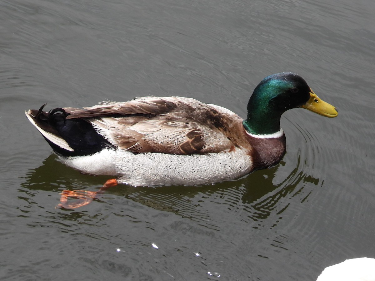 Mallard - Jeanene Daniels