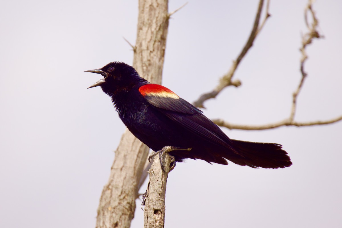 Red-winged Blackbird - ML587949511