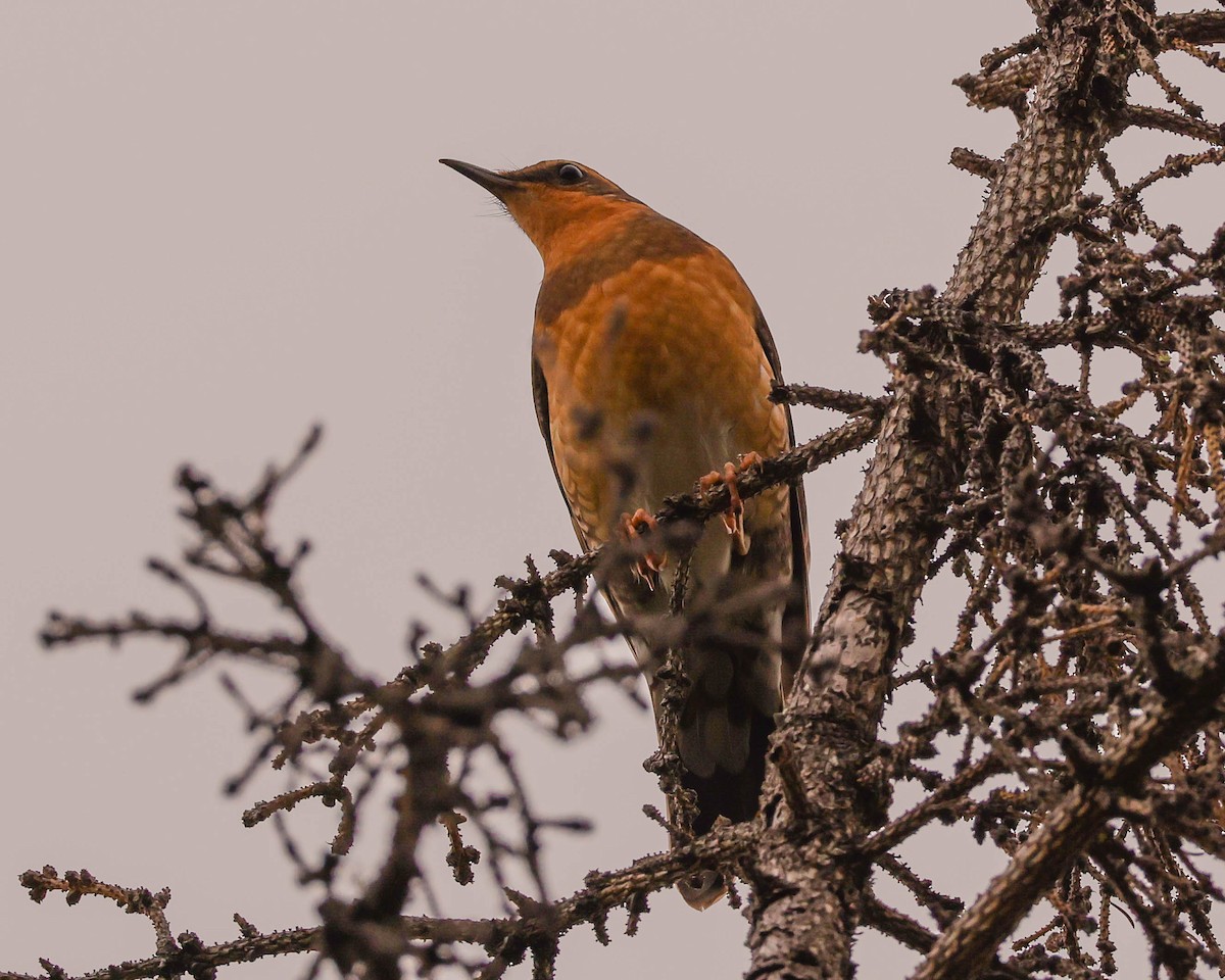 Varied Thrush - ML587950931