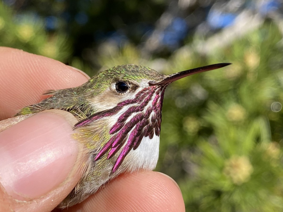 Calliope Hummingbird - ML587951461