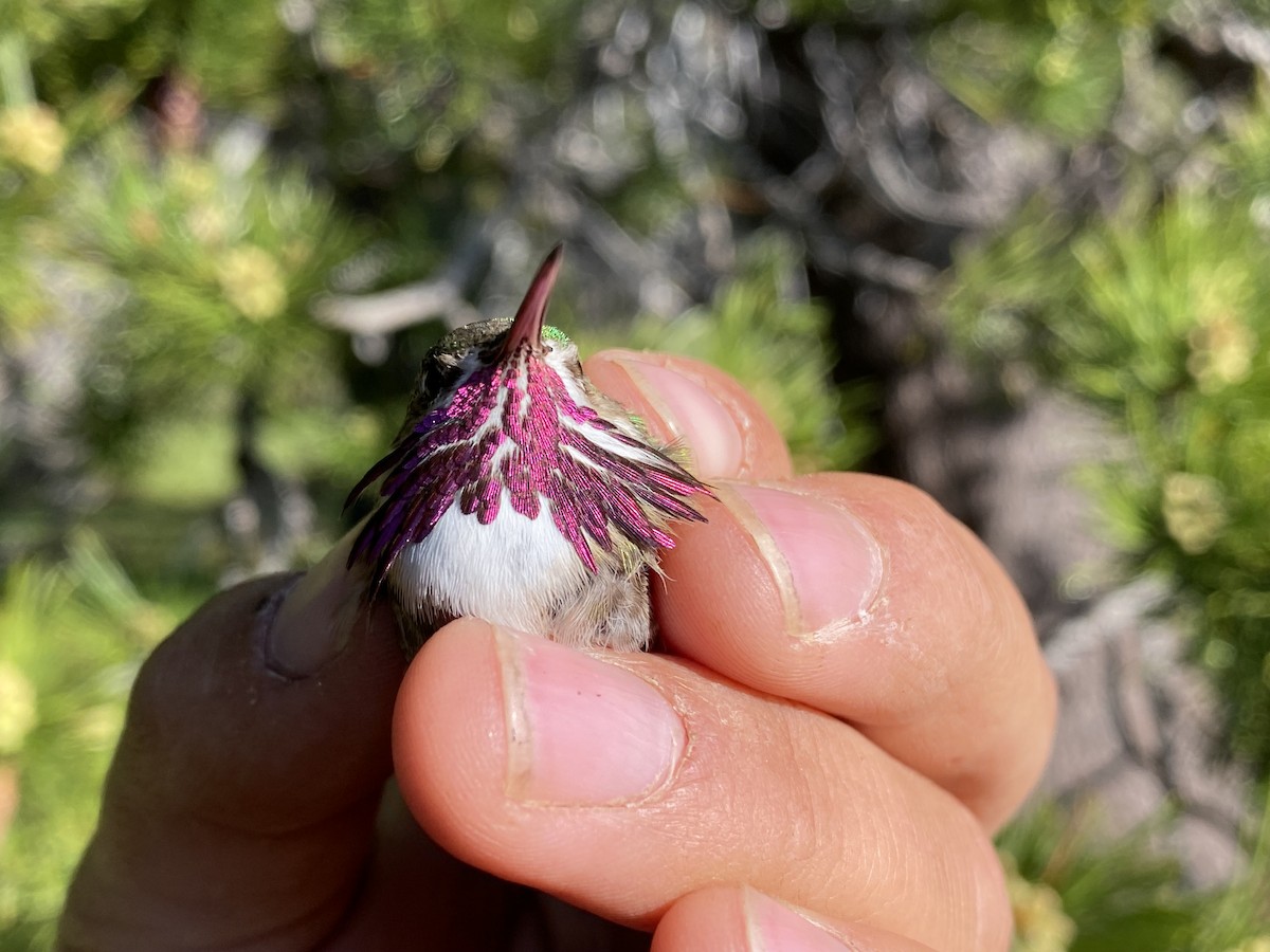 Colibrí Calíope - ML587951471