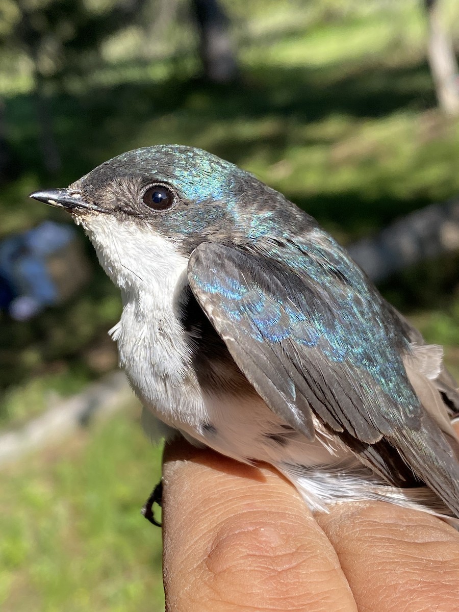 Tree Swallow - ML587951791