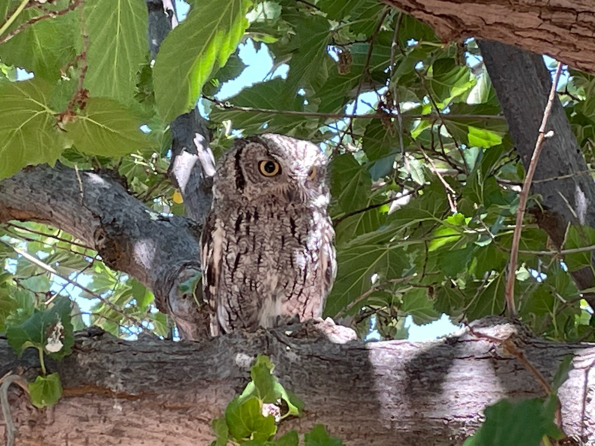 Western Screech-Owl - ML587952091