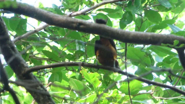 Oriole de Martinique - ML587952271