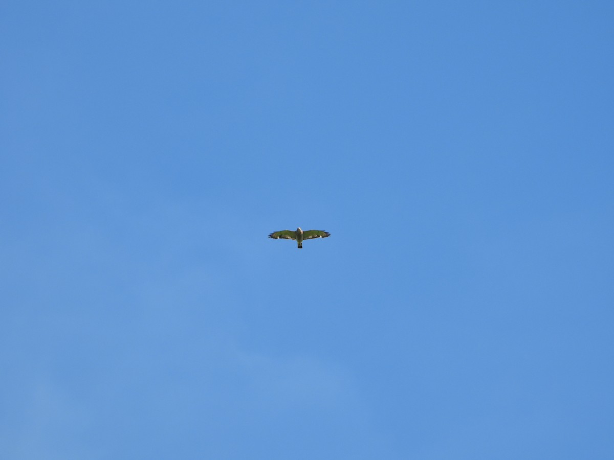 Broad-winged Hawk - ML587952911