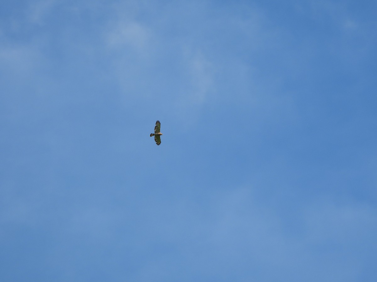 Broad-winged Hawk - ML587952921