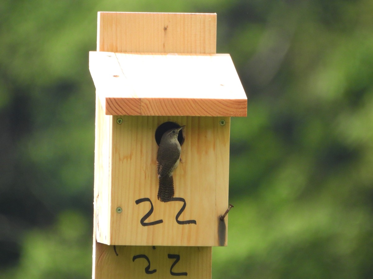 House Wren - ML587953011