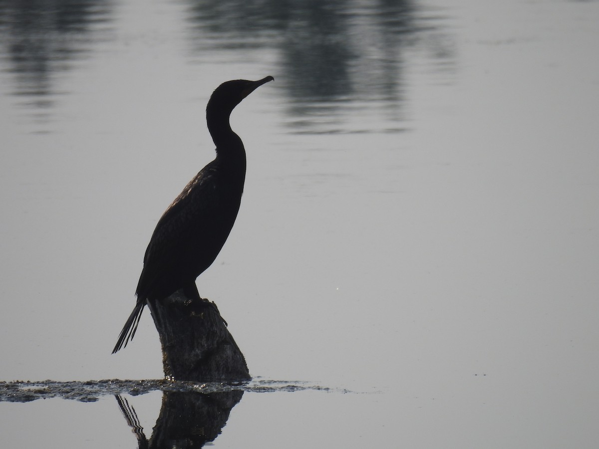 Double-crested Cormorant - ML587953411