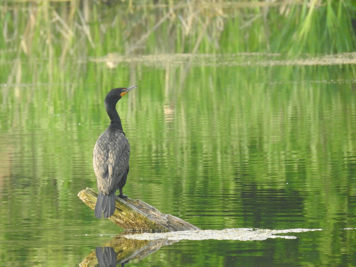 Double-crested Cormorant - ML587953421