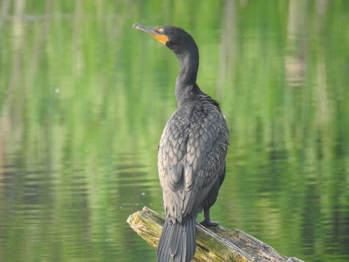 Double-crested Cormorant - ML587953431