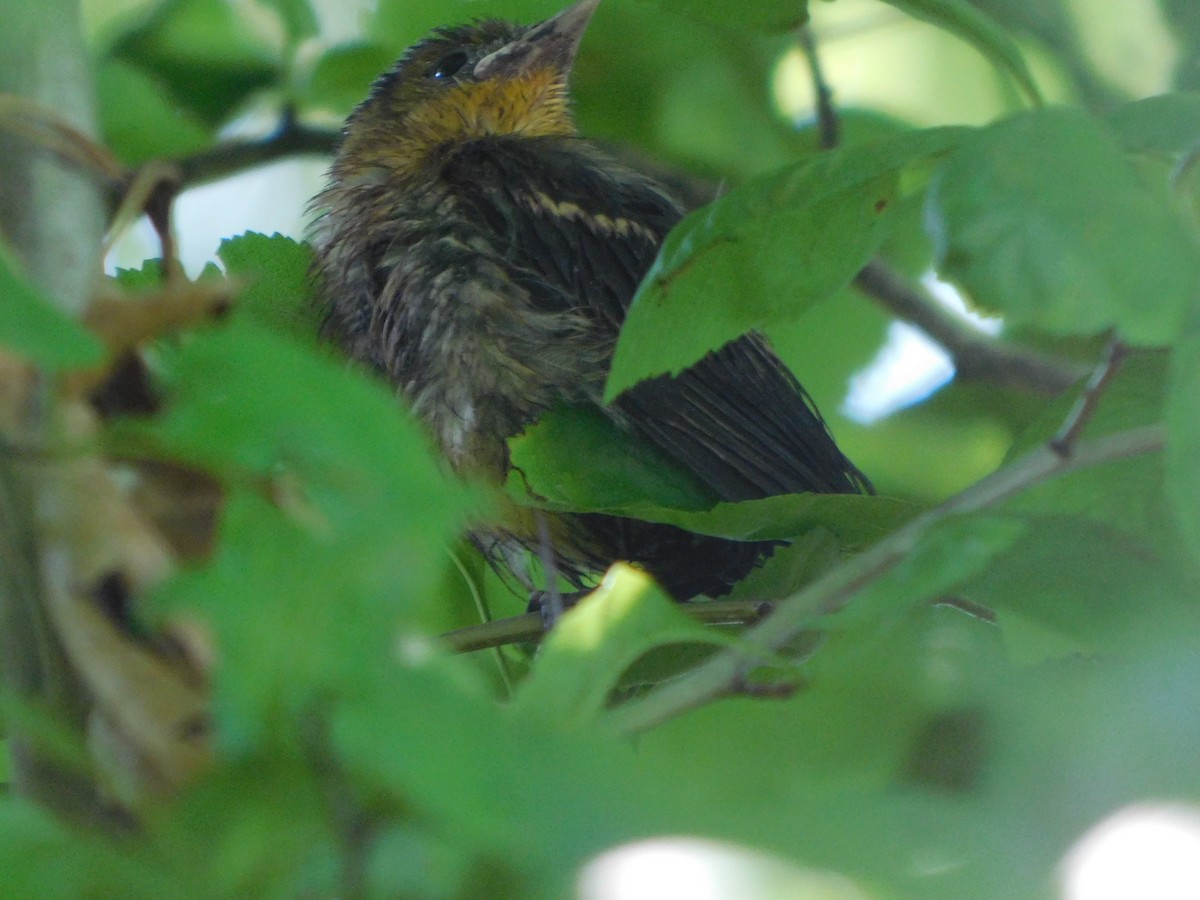 Baltimore Oriole - ML587953441