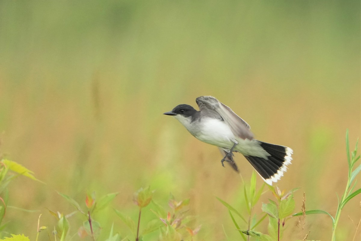 Eastern Kingbird - ML587953941