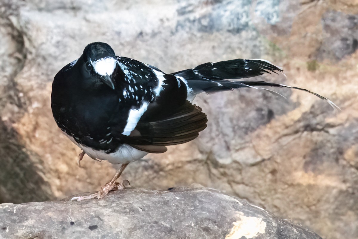 Spotted Forktail - ML587954201