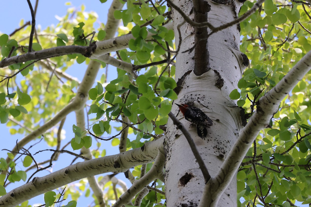 Red-breasted Sapsucker - Tobias Felbeck