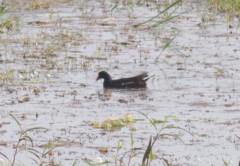 Eurasian Moorhen - ML58795621