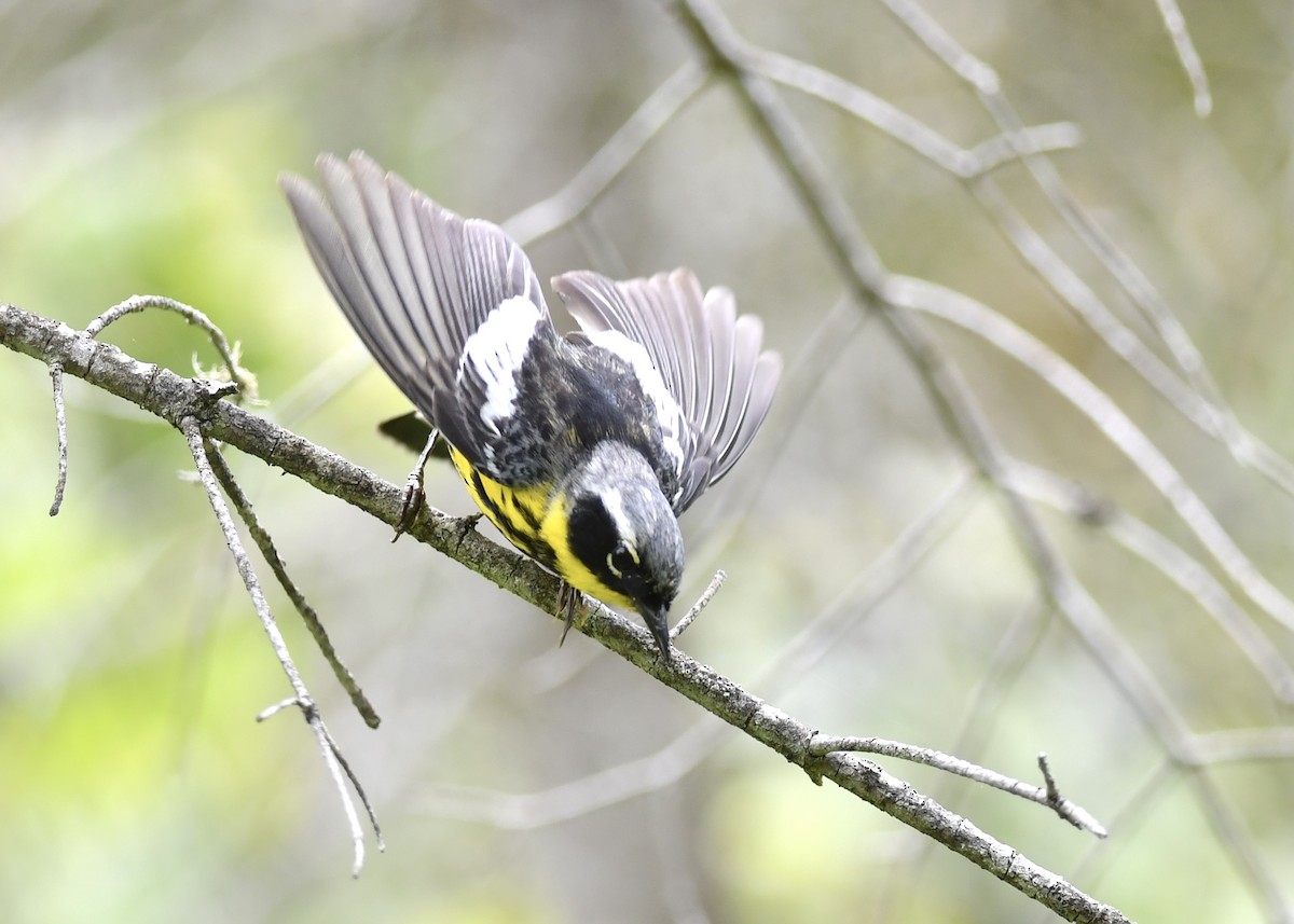 Magnolia Warbler - ML587956531