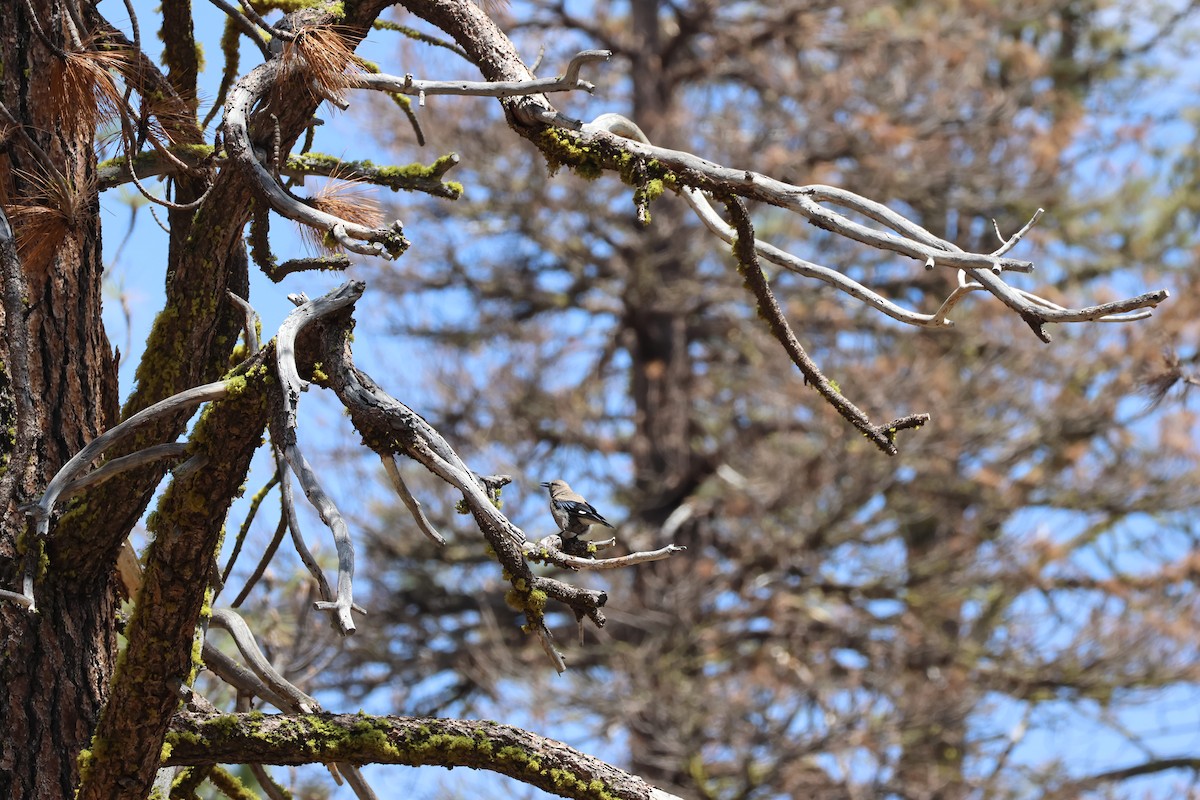 Clark's Nutcracker - ML587956771