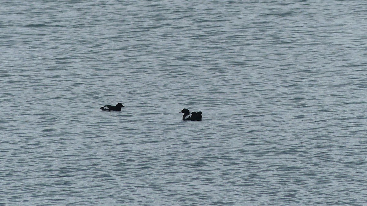 Pigeon Guillemot - Leslie Sours