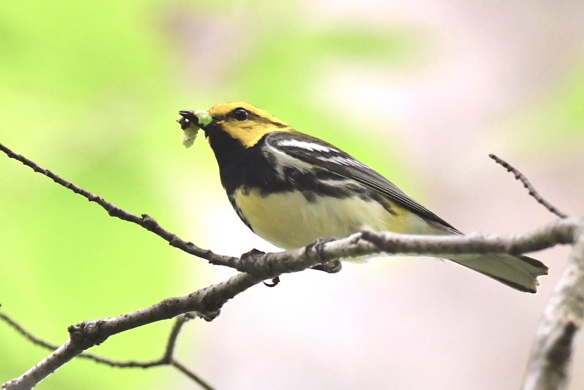 Black-throated Green Warbler - ML587957461