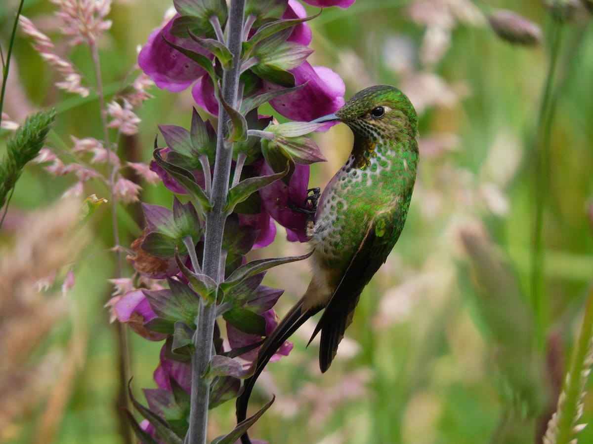 Black-tailed Trainbearer - Carlos Gómez