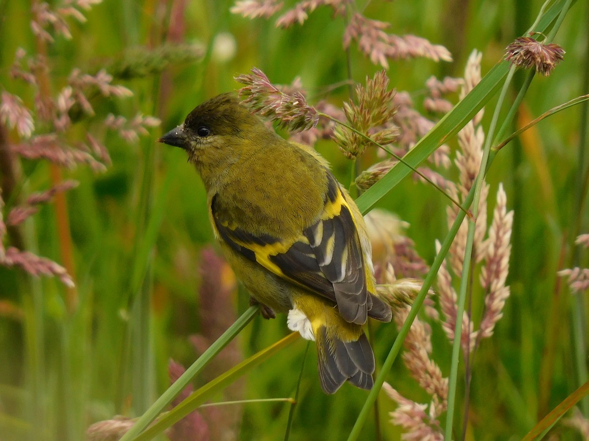 Andean Siskin - ML587958841