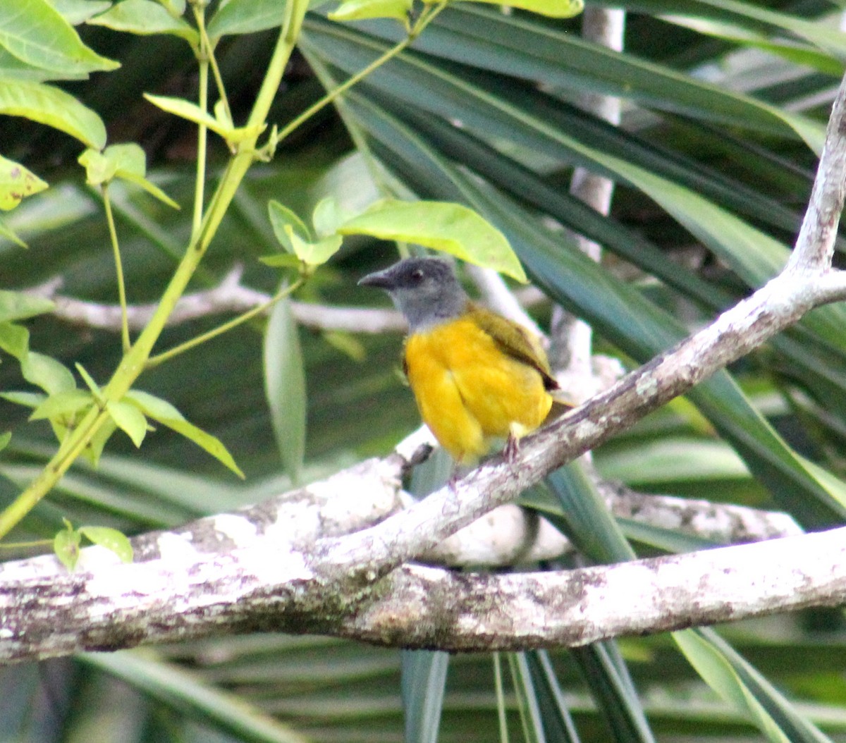 Gray-headed Tanager - Gerry Collins