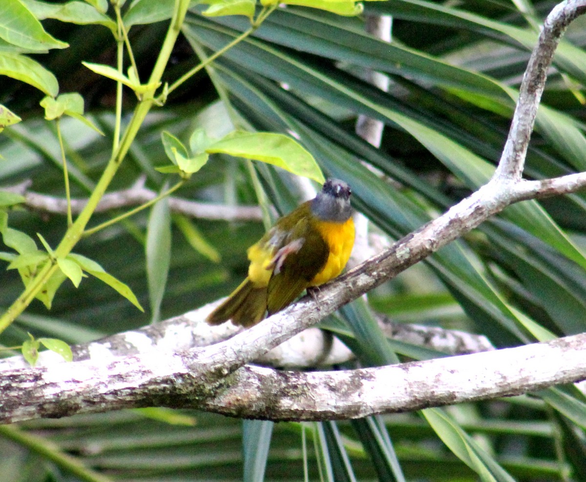 Gray-headed Tanager - ML587958961