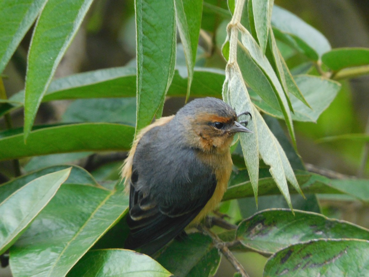 Rufous-browed Conebill - Carlos Gómez