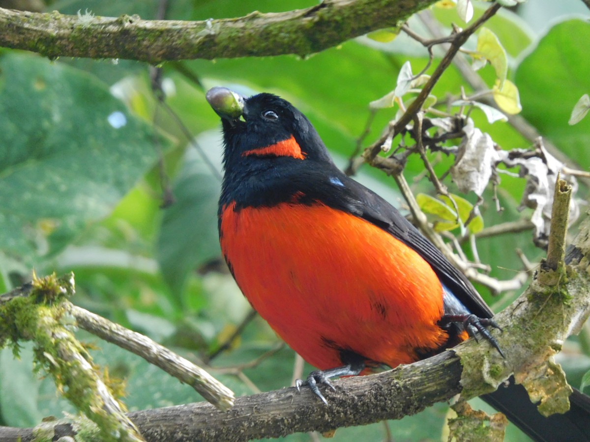 Scarlet-bellied Mountain Tanager - ML587959291