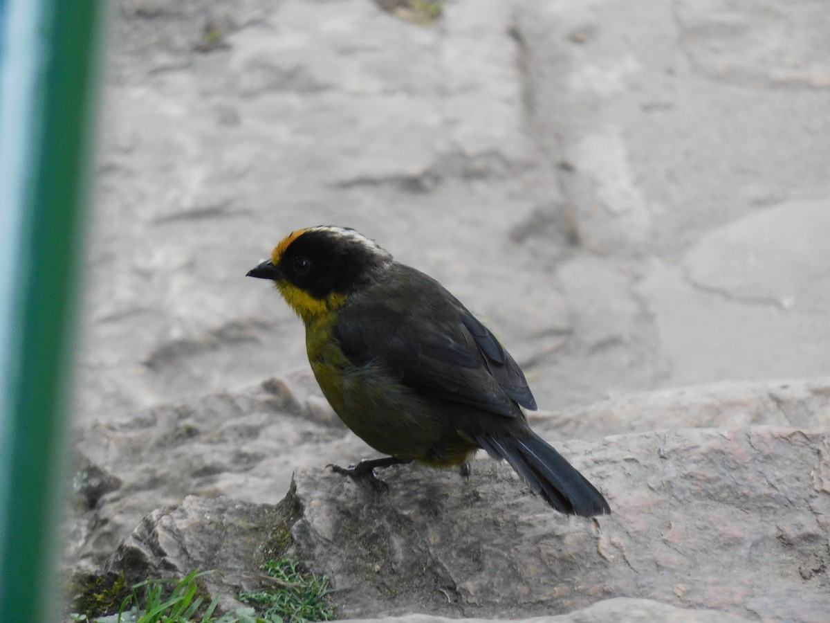 Pale-naped Brushfinch - ML587959471