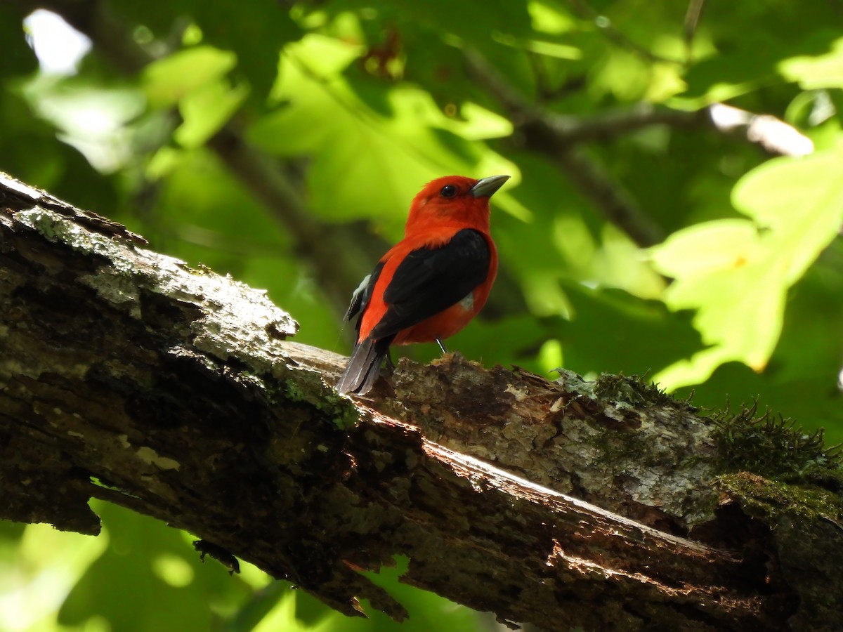 Scarlet Tanager - Matthew Krawczyk