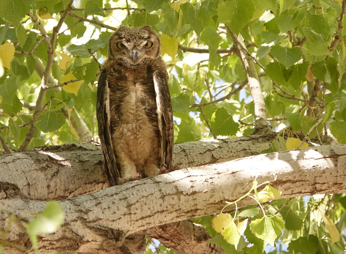 Great Horned Owl - ML587960171