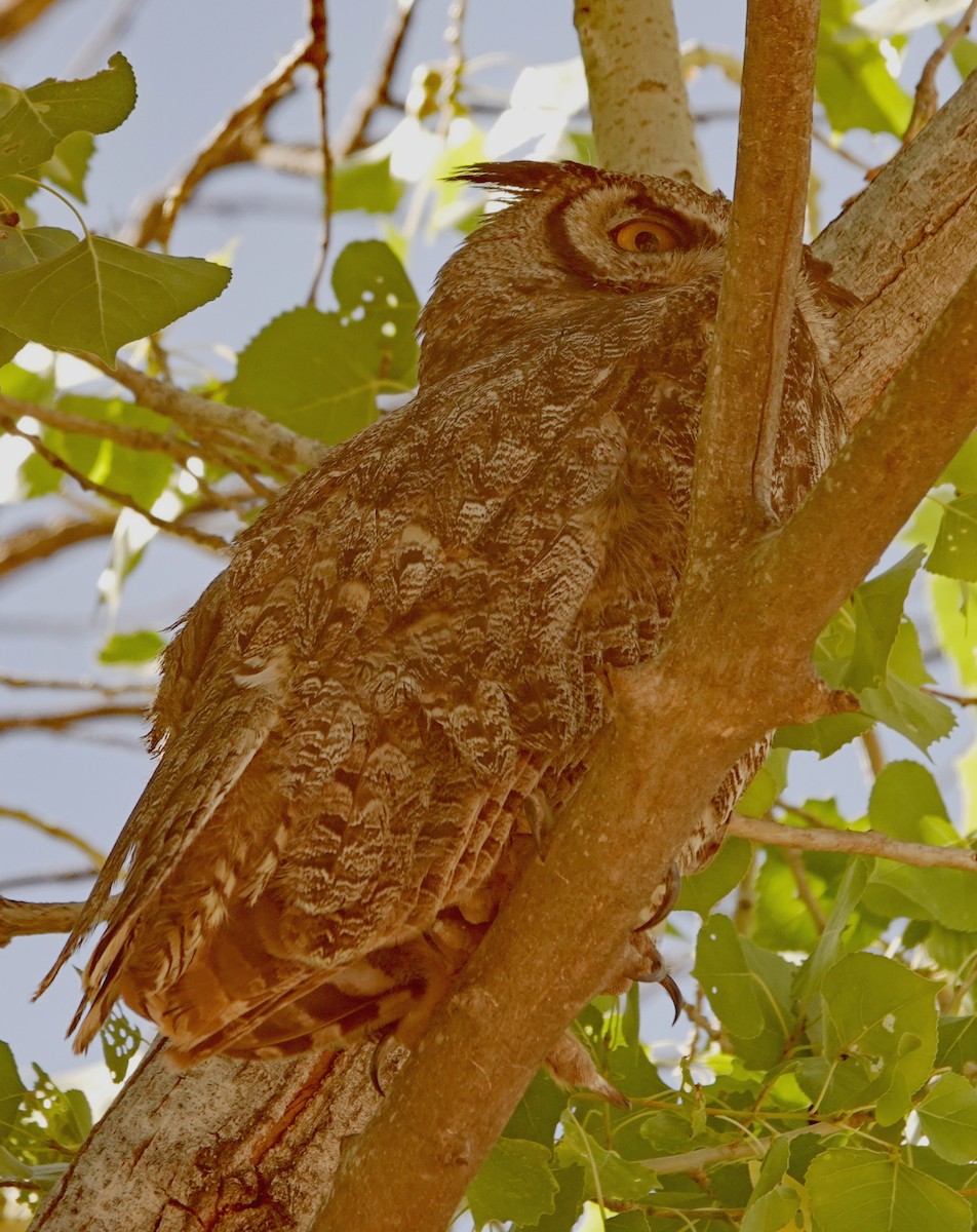 Great Horned Owl - ML587960251