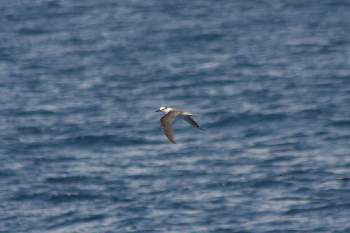 Bridled Tern - ML587960321