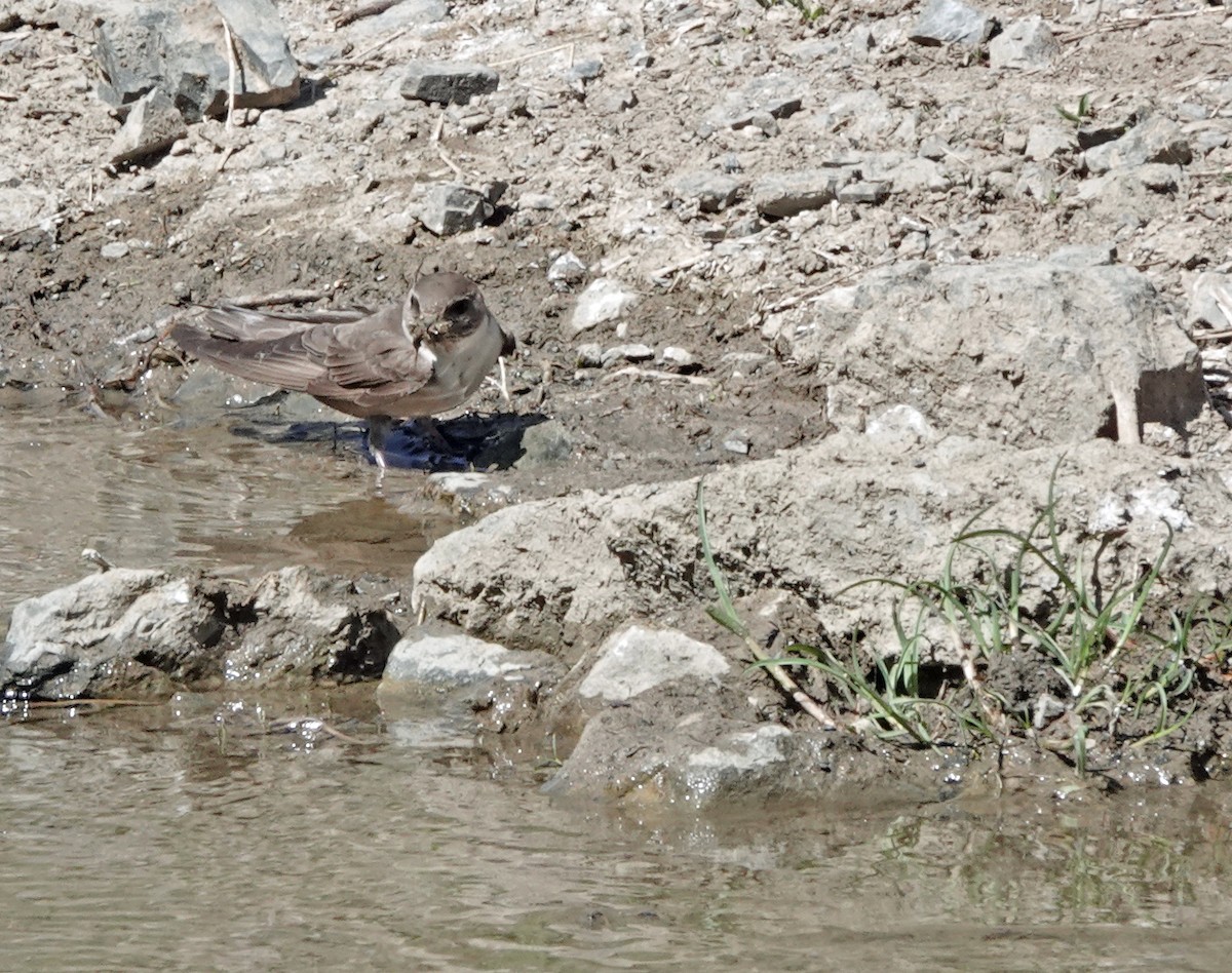 Eurasian Crag-Martin - ML587960611
