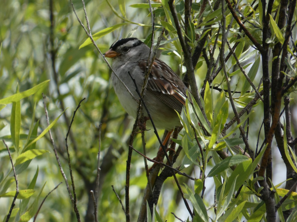 White-crowned Sparrow - ML587961301