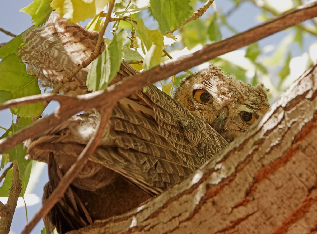 Great Horned Owl - ML587961901