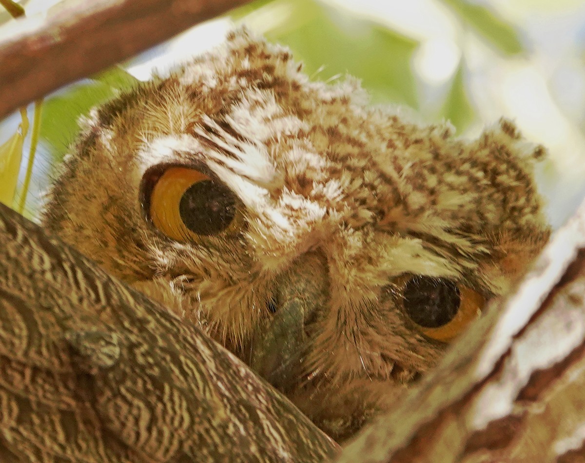 Great Horned Owl - ML587962071