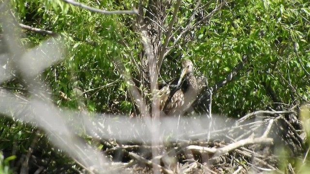 Limpkin - ML587962701