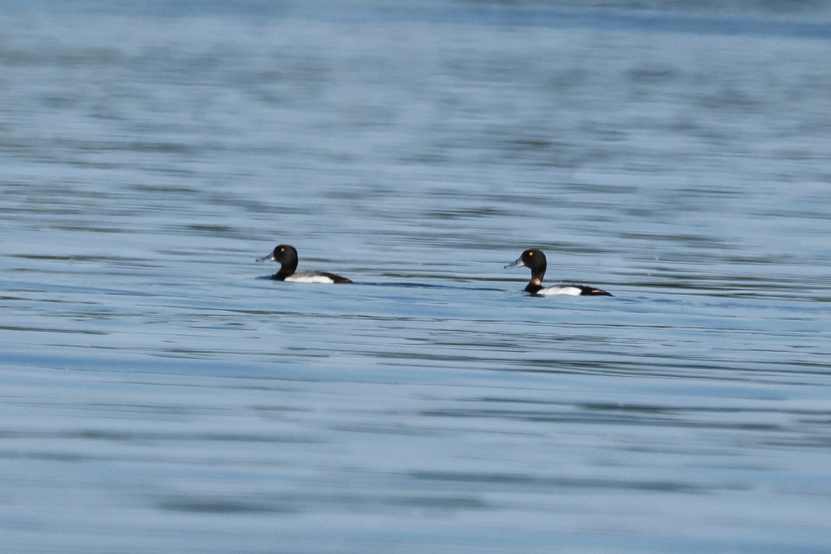 Greater Scaup - ML587962871